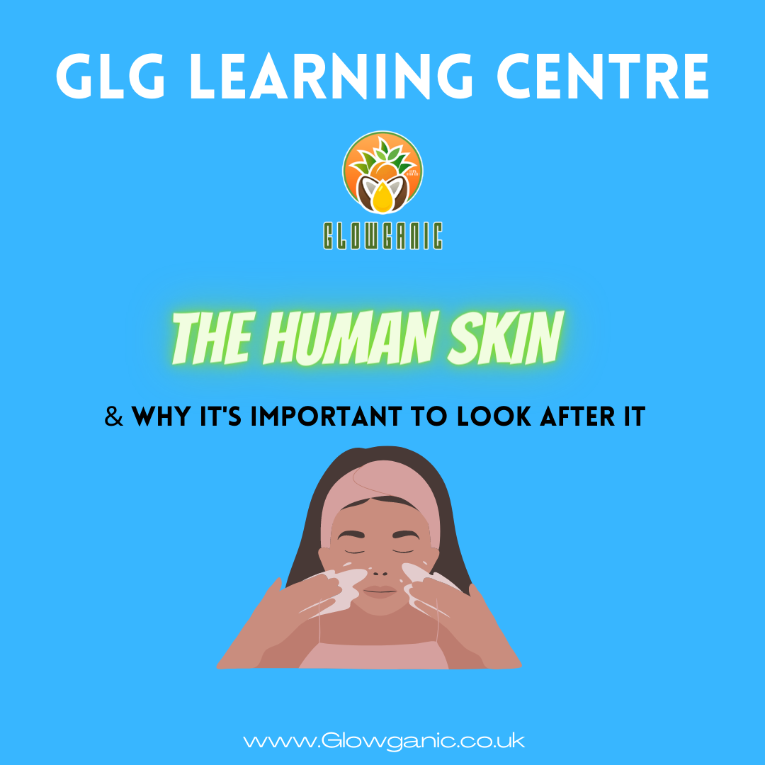 Facts about the Human Skin